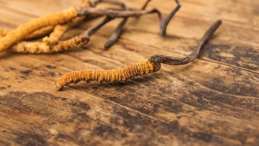 Cordyceps Sinensis