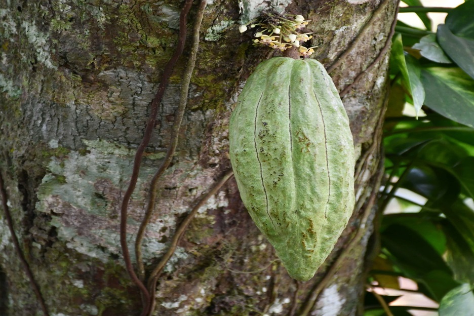 Cacao Alzheimer y DMII