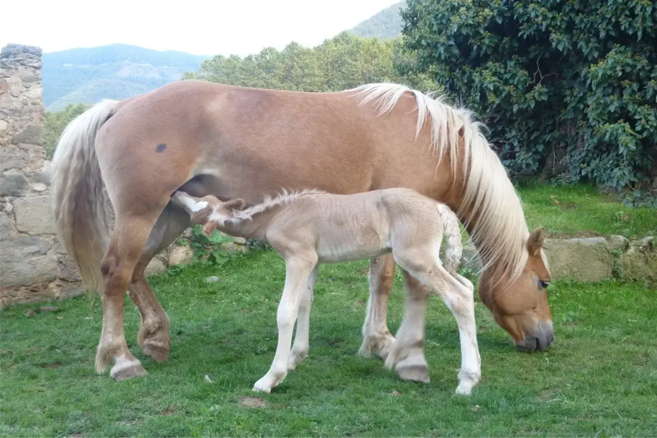Leche de yegua