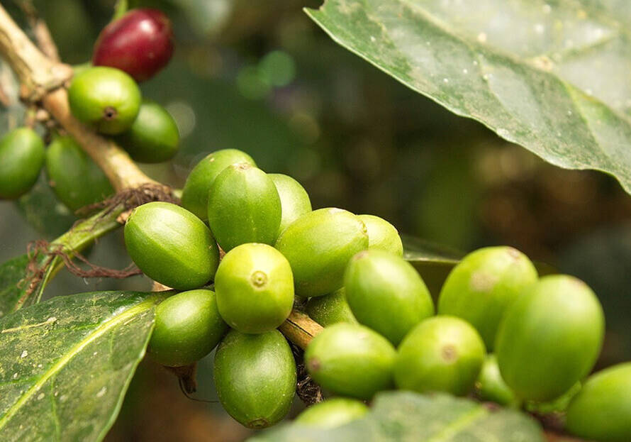 Si al café